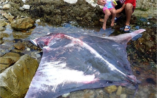 Die Sickle Fin Devil Ray (Mobulid tarpanaca) wat te Blousloep, Frans-kraal uitgespoel het, het vele belangstellende inwoners nader gelok. Jeffrey  Janse van Vuuren besigtig hier saam met sy seun Jayden (4).
